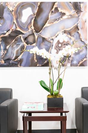 A waiting room setting, featuring a plant on a coffee table in between two armchairs. 
